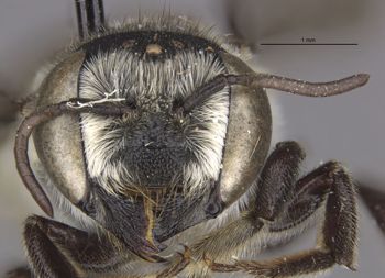Media type: image;   Entomology 16268 Aspect: head frontal view